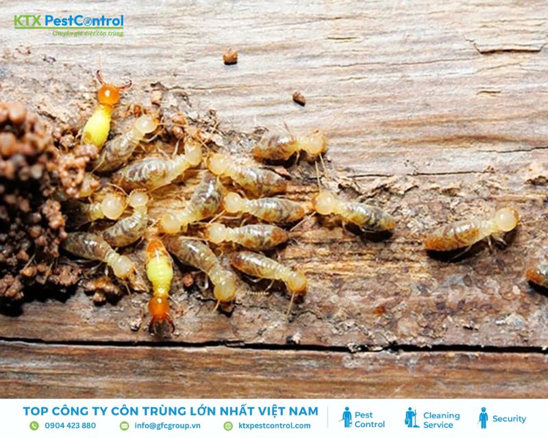 cách trị mối đục tường nhà đơn giản