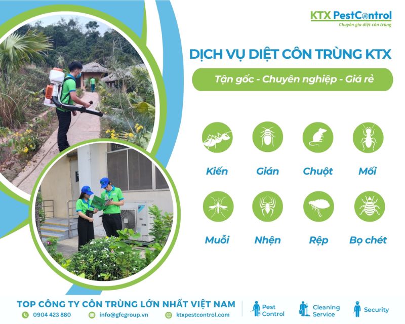 các loại dịch vụ diệt côn trùng tại nhà ở Quận 6