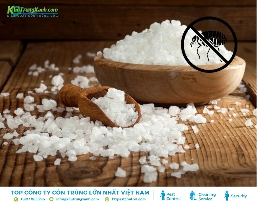 Muối có tác dụng tiêu diệt bọ chét hiệu quả