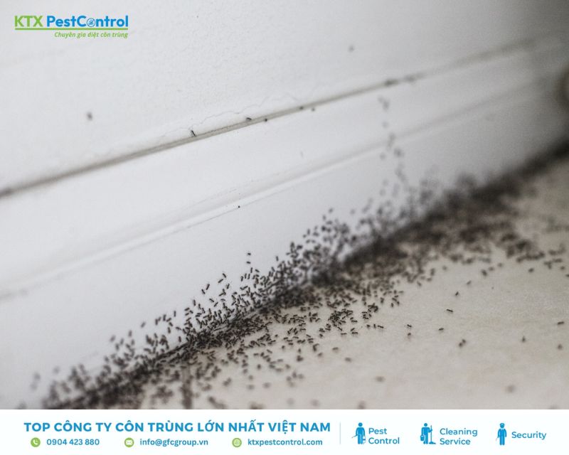 Dấu hiệu nhận biết bạn cần sử dụng dịch vụ diệt côn trùng quận 10