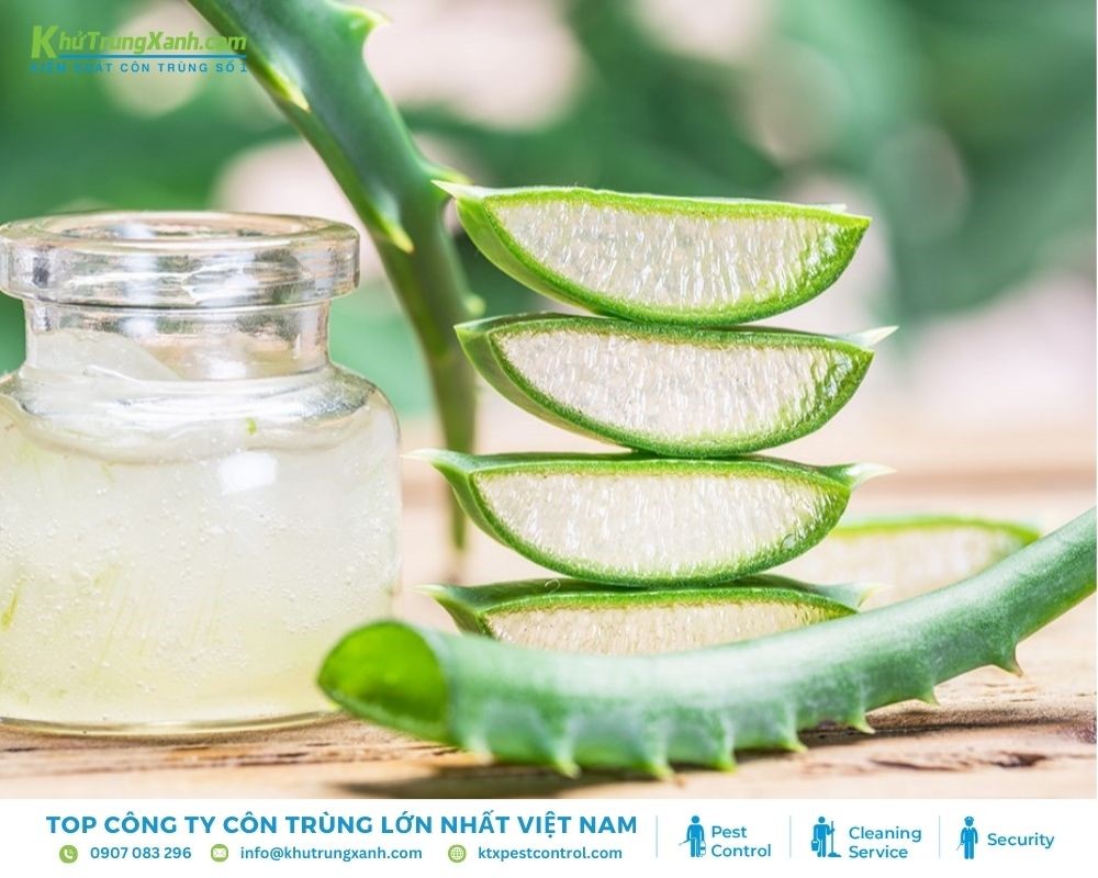 Sử dụng nha đam để làm dịu vết bọ chét cắn