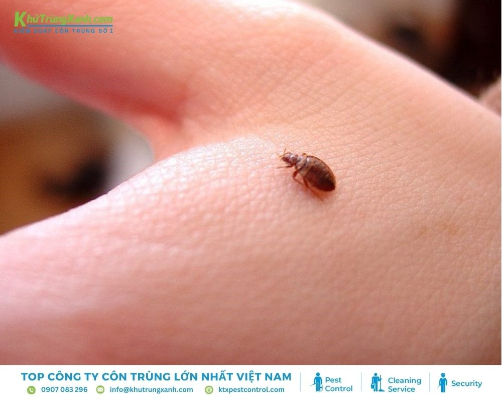 Những cách phòng ngừa bọ chét cắn