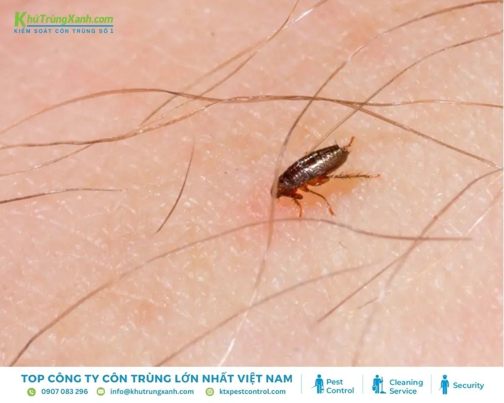 Tại sao bọ chét cắn người?