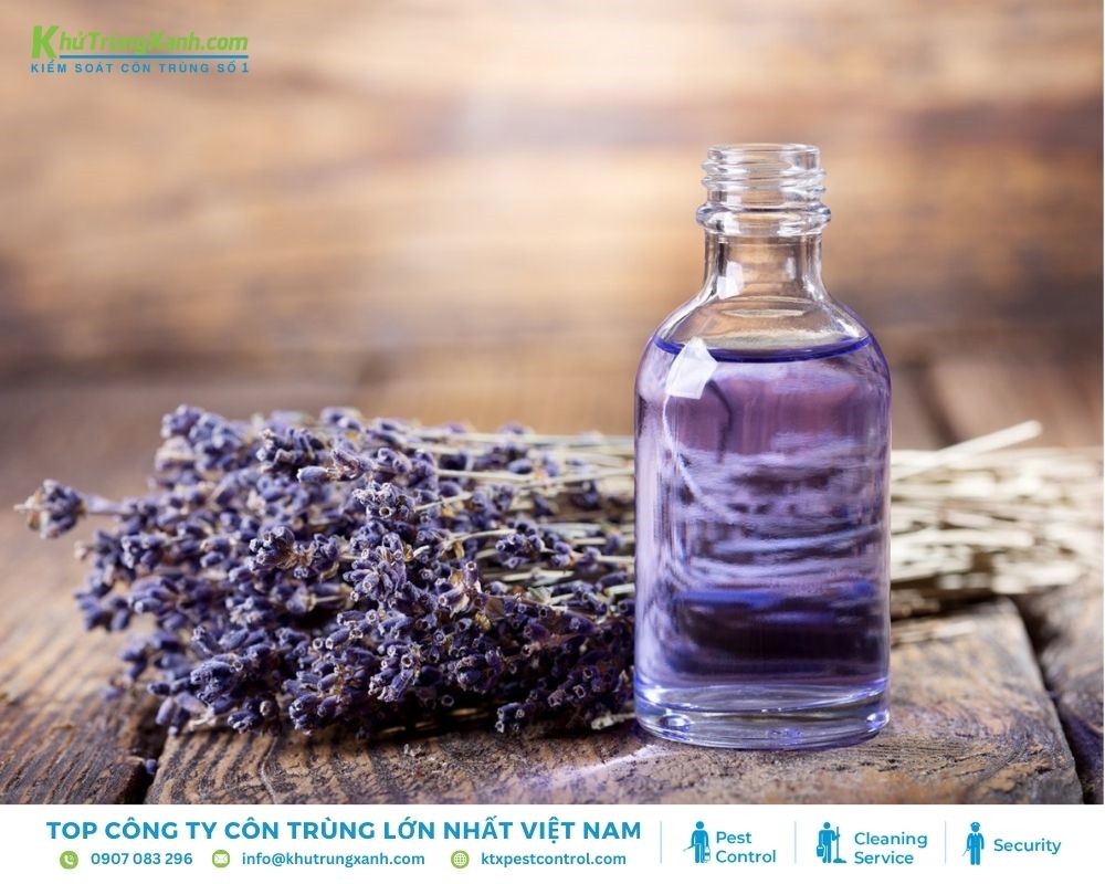 Dầu hoa oải hương có tinh chất giúp làm dịu nhanh vết thương do bọ chét cắn