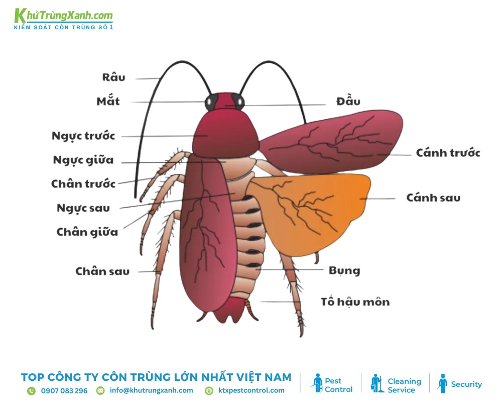 Cấu tạo cơ bản của loài gián gồm 3 phần: Ngực, bụng, đầu