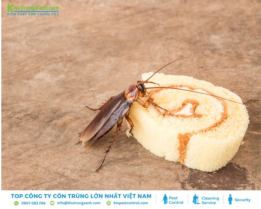 Gián ăn nhiều loại thức ăn, từ thực phẩm thừa đến chất hữu cơ trong môi trường sống