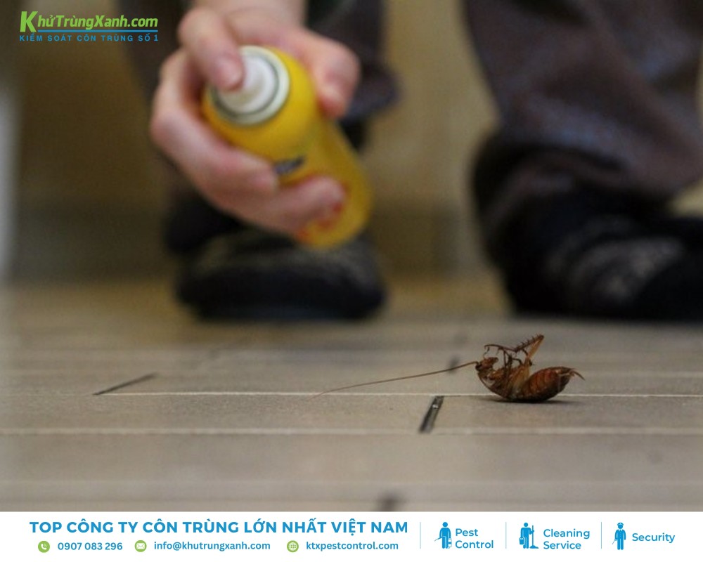 Thuốc xịt côn trùng là giải pháp ngăn chặn gián tạm thời