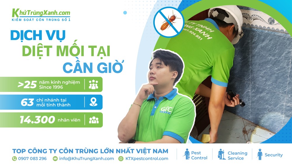 Dịch vụ diệt mối Cần Giờ uy tín – Đảm bảo hiệu quả 100%