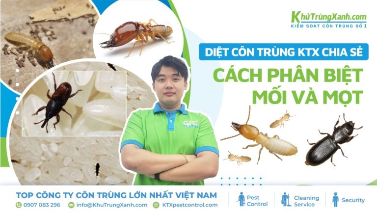 [Diệt côn trùng KTX chia sẻ] Cách phân biệt mối và mọt