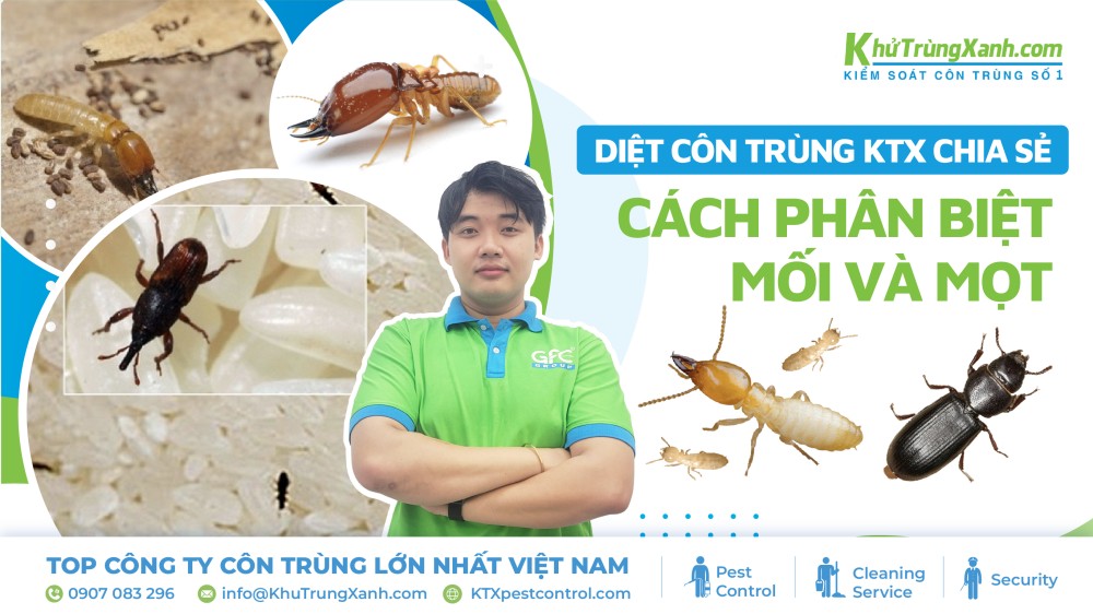 [Diệt côn trùng KTX chia sẻ] Cách phân biệt mối và mọt