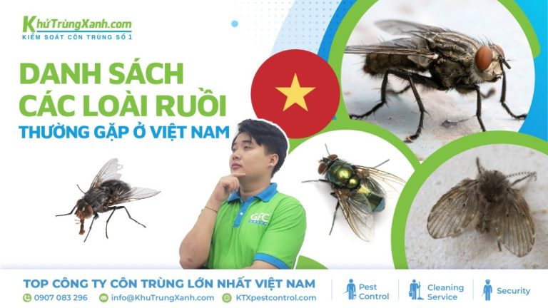 Danh sách các loài ruồi thường gặp ở Việt Nam