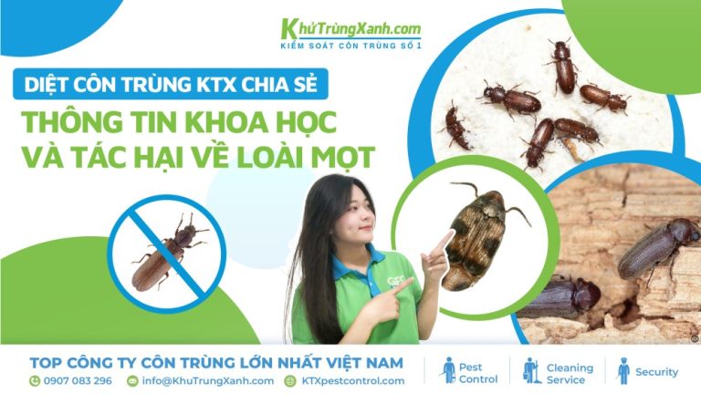 [Diệt côn trùng KTX chia sẻ] Thông tin khoa học và tác hại về loài mọt