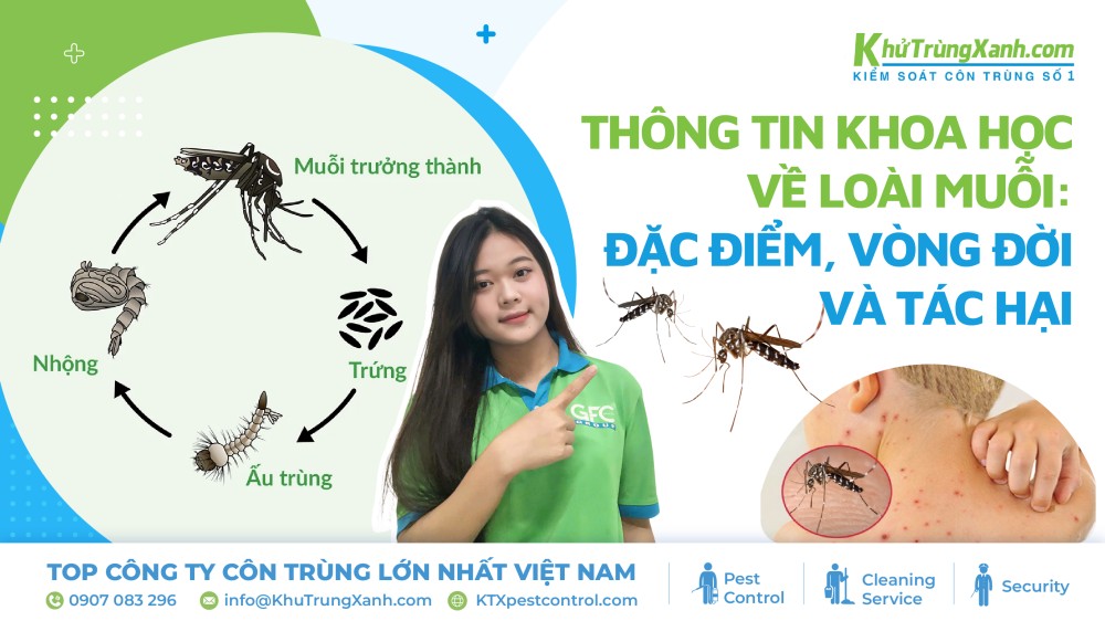 Thông tin khoa học về loài muỗi: đặc điểm, vòng đời và tác hại 