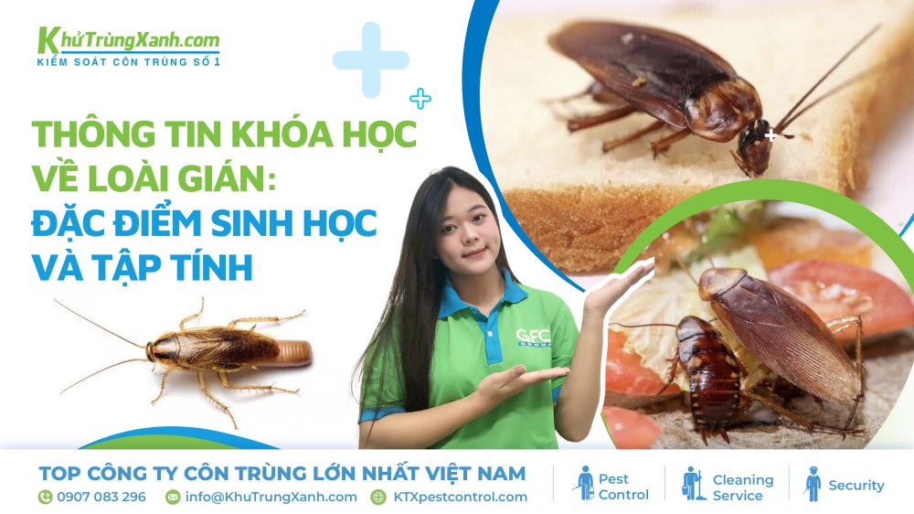 Thông tin khoa học về loài gián 