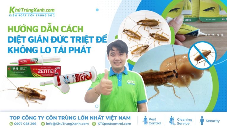Hướng dẫn cách diệt gián đức triệt để, không lo tái phát