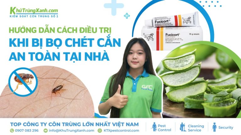 Hướng dẫn cách điều trị khi bị bọ chét cắn an toàn tại nhà