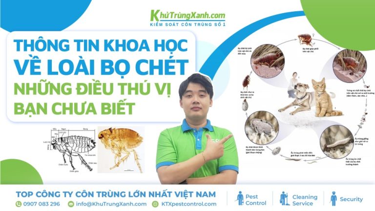 Thông tin khoa học về loài bọ chét – Những điều thú vị bạn chưa biết