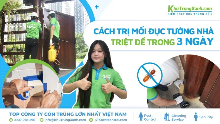 Trị mối đục tường tận gốc tại nhà đơn giản và hiệu quả
