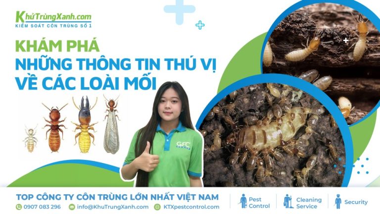 Khám phá những thông tin thú vị về loài mối 