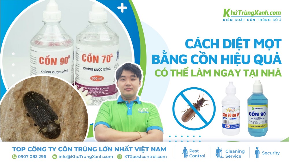Cách diệt mọt bằng cồn hiệu quả có thể làm ngay tại nhà