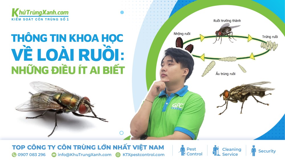 Thông tin khoa học về loài ruồi: Những điều ít ai biết