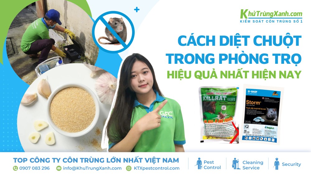 Cách diệt chuột trong phòng trọ hiệu quả nhất hiện nay