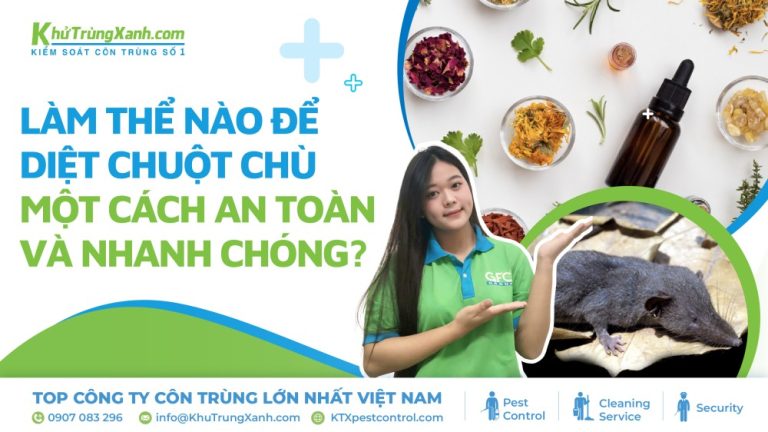 Làm thế nào để diệt chuột chù một cách an toàn và nhanh chóng?