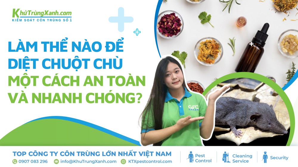 Làm thế nào để diệt chuột chù một cách an toàn và nhanh chóng?