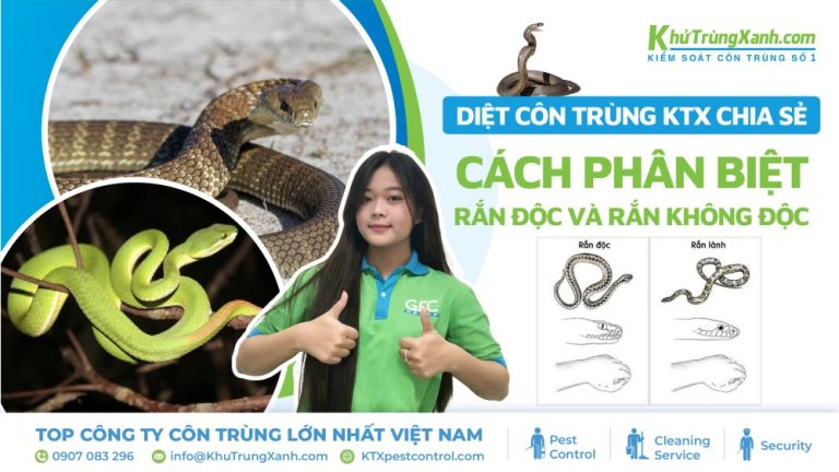 [Diệt côn trùng KTX chia sẻ] Cách phân biệt rắn độc và rắn không độc