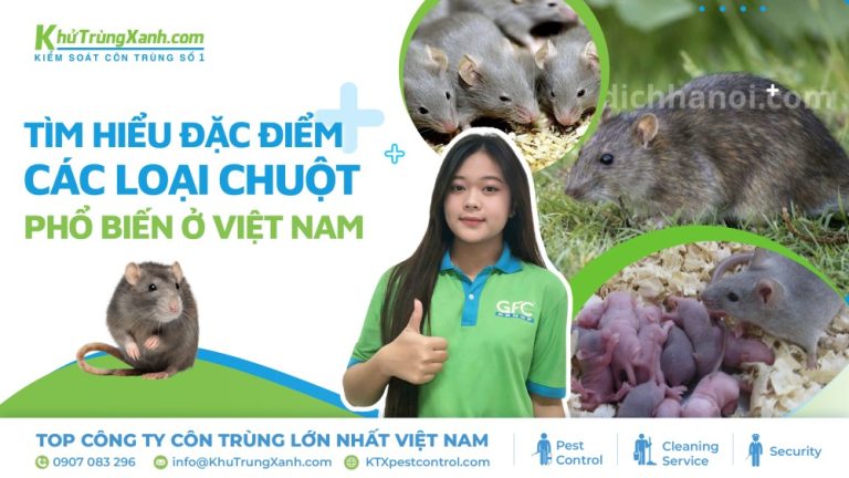 Tìm hiểu đặc điểm các loại chuột phổ biến ở Việt Nam