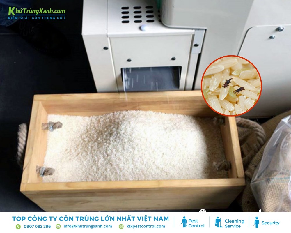 Vệ sinh và bảo quản đúng cách để ngăn ngừa mọt hiệu quả
