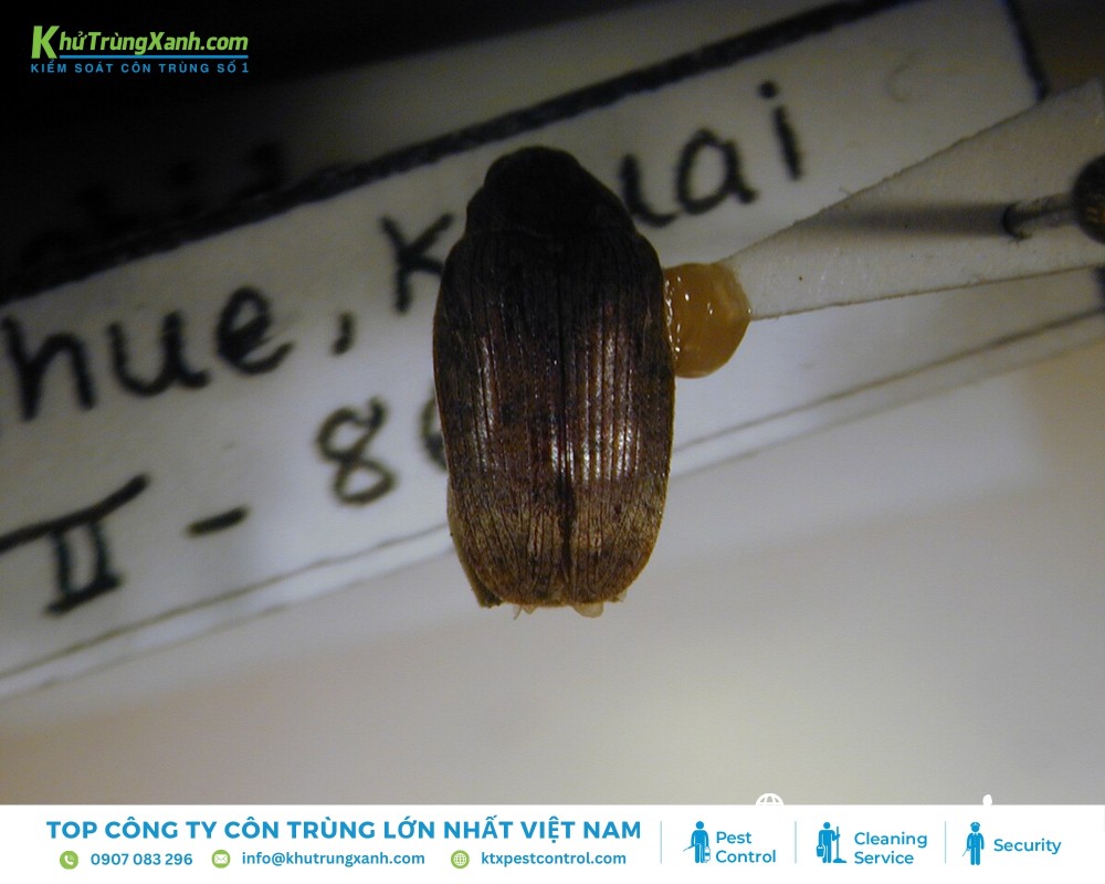 Mọt lạc (3-5 mm), màu nâu nhạt, phá hạt lạc khô; vòng đời vài tuần đến vài tháng tùy nhiệt độ