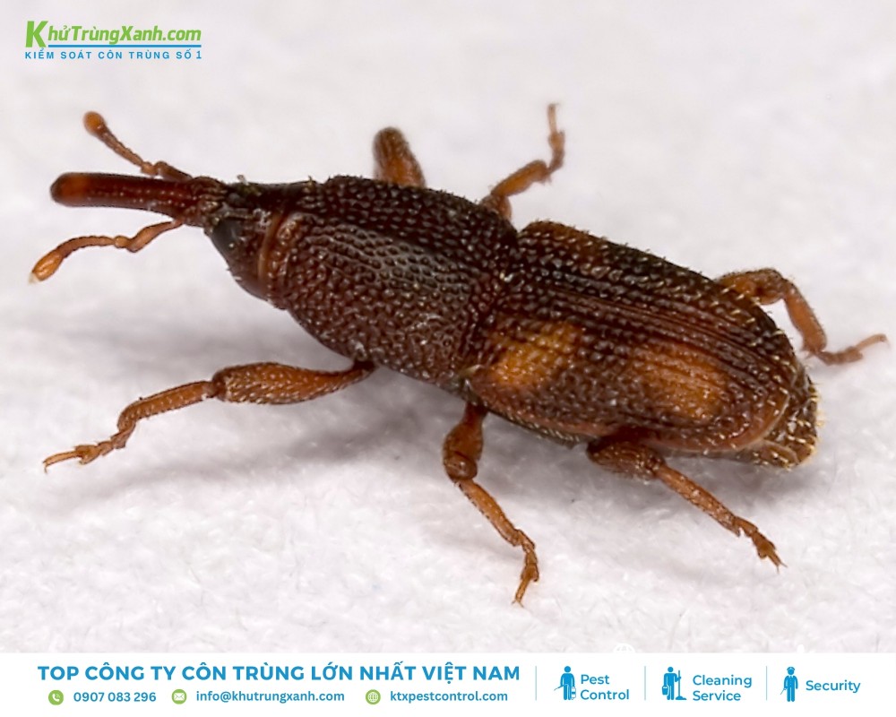 Mọt, loài côn trùng nhỏ 2-5 mm, phá hoại thực phẩm, đồ gỗ, sống ở nơi ẩm, phát triển qua 4 giai đoạn