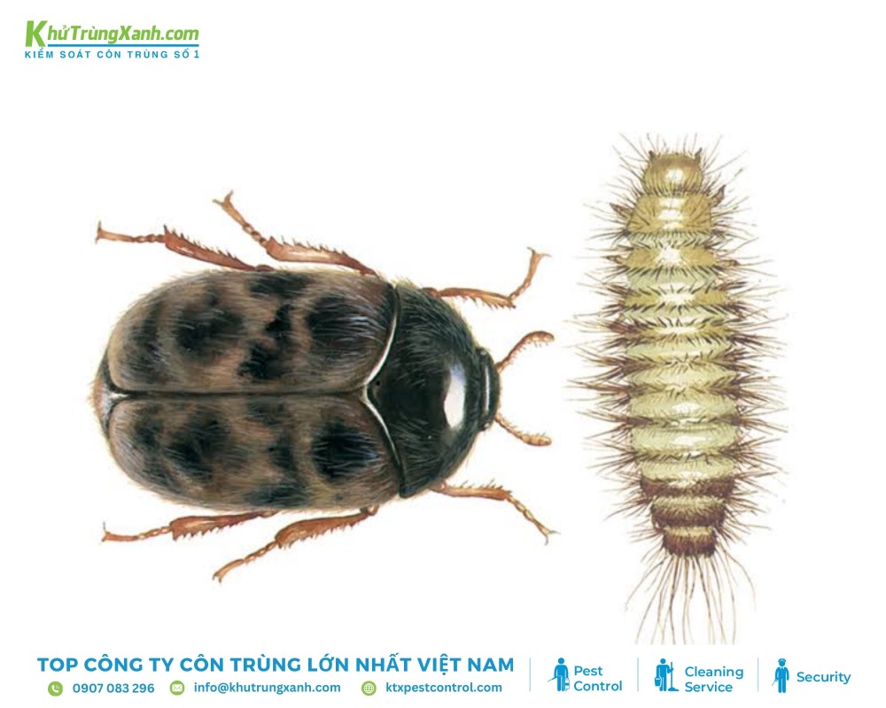 Mọt cứng đốt (2-4 mm), nâu đen, sống trong hạt ngũ cốc, phá hại từ bên trong; vòng đời 4-8 tuần