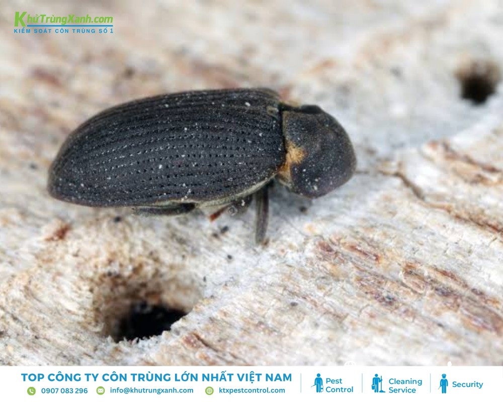 Mọt gỗ ăn mùn, tạo đường hầm, để lại bột gỗ; vòng đời kéo dài vài tháng đến hơn 1 năm