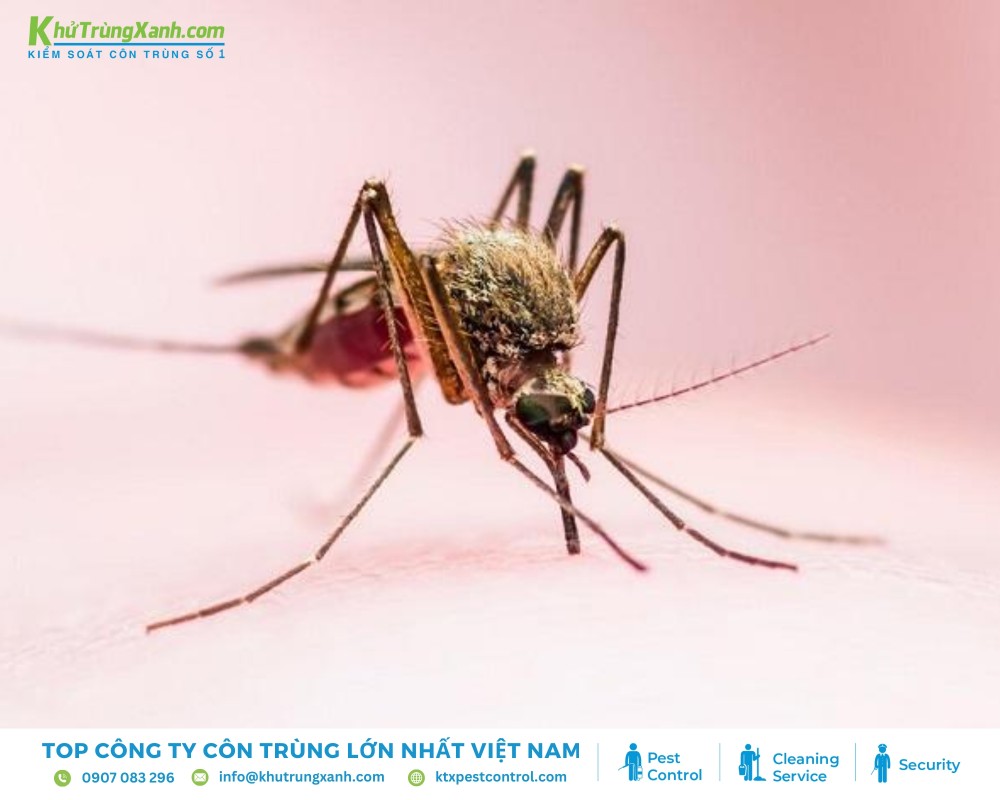 Cảm giác đau ngứa chỉ xuất hiện vài giây sau khi bị mũi chích