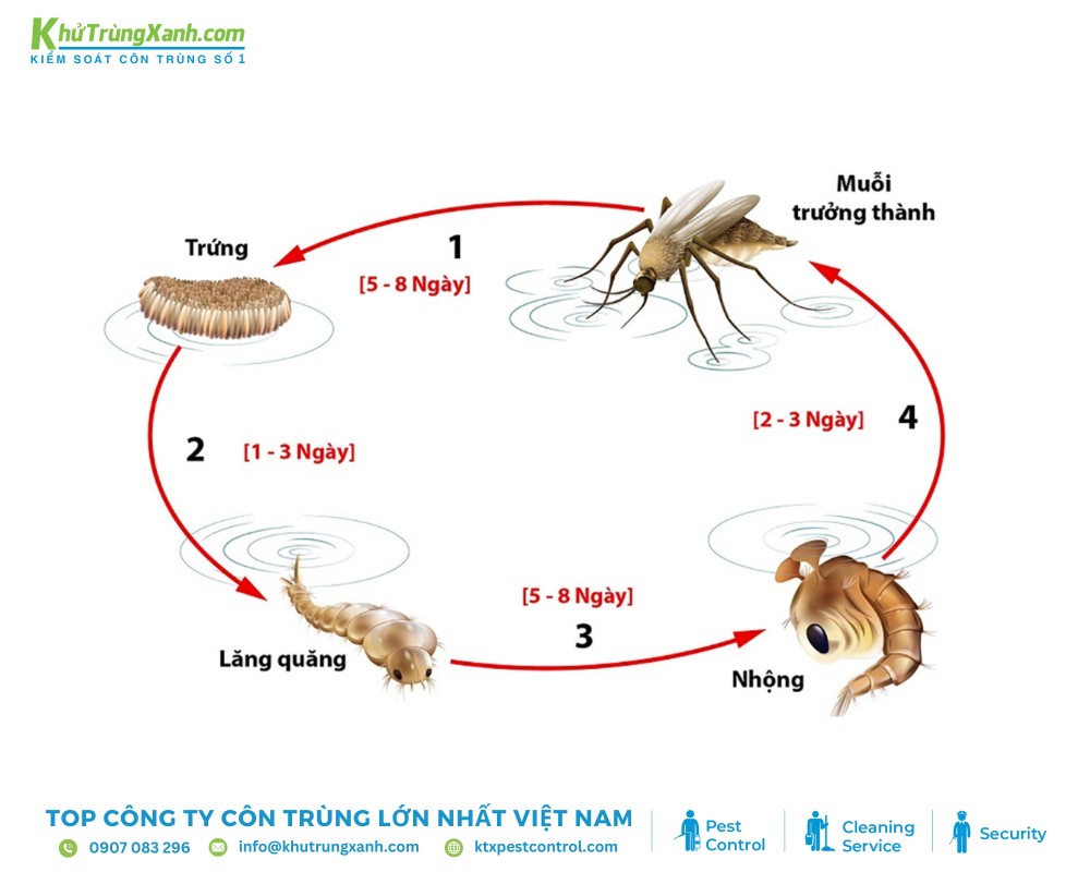 Thông tin khoa học về loài muỗi và vòng đời phát triển của chúng