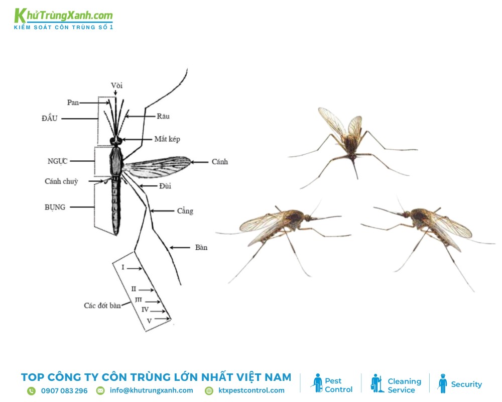 Cấu tạo cơ bản của loài muỗi