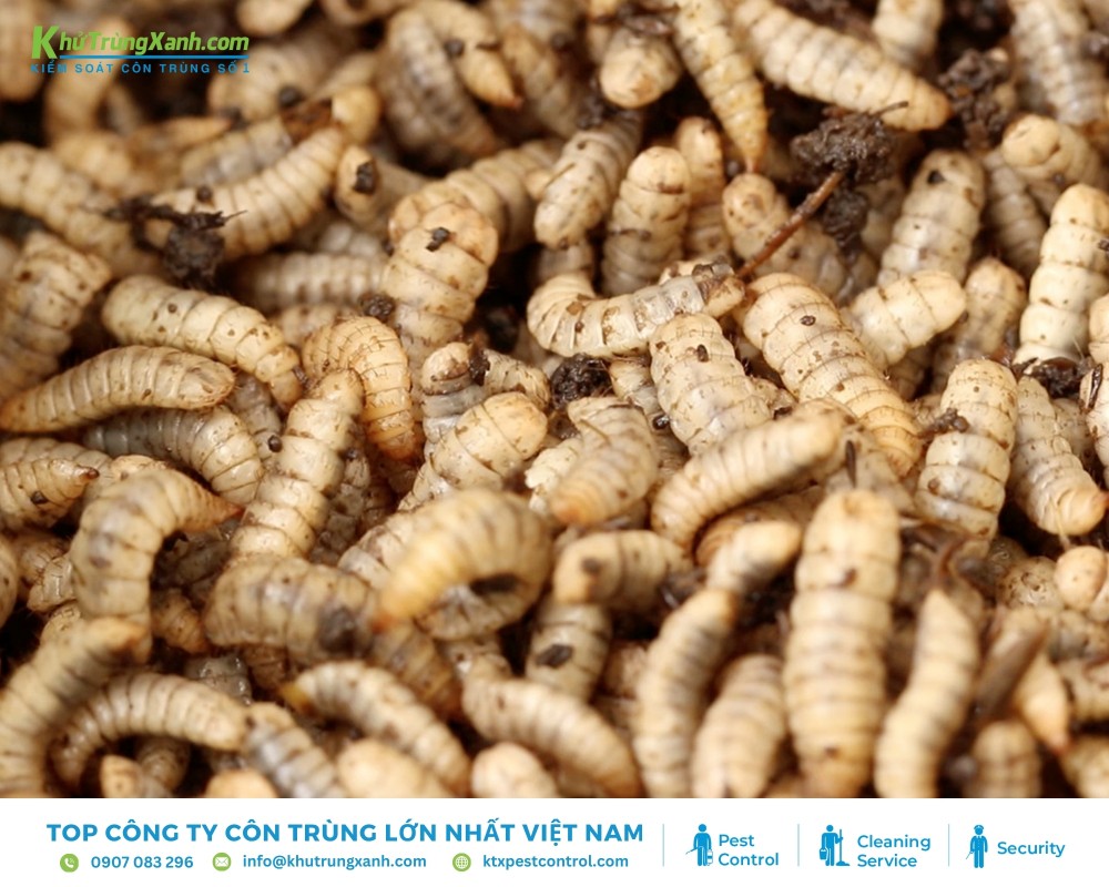 Trứng ruồi sau khi nở sẽ phát triển thành ấu trùng trong khoảng từ 1 đến 3 ngày