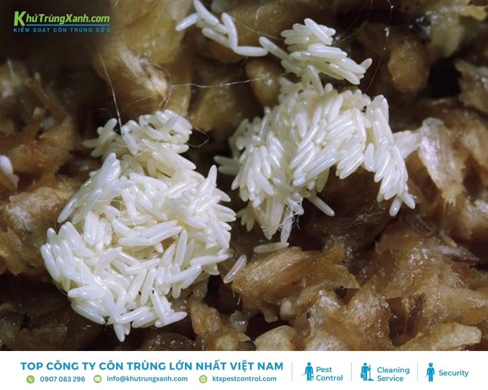 Trong suốt cuộc đời, ruồi có thể sản sinh từ 500 đến 900 trứng