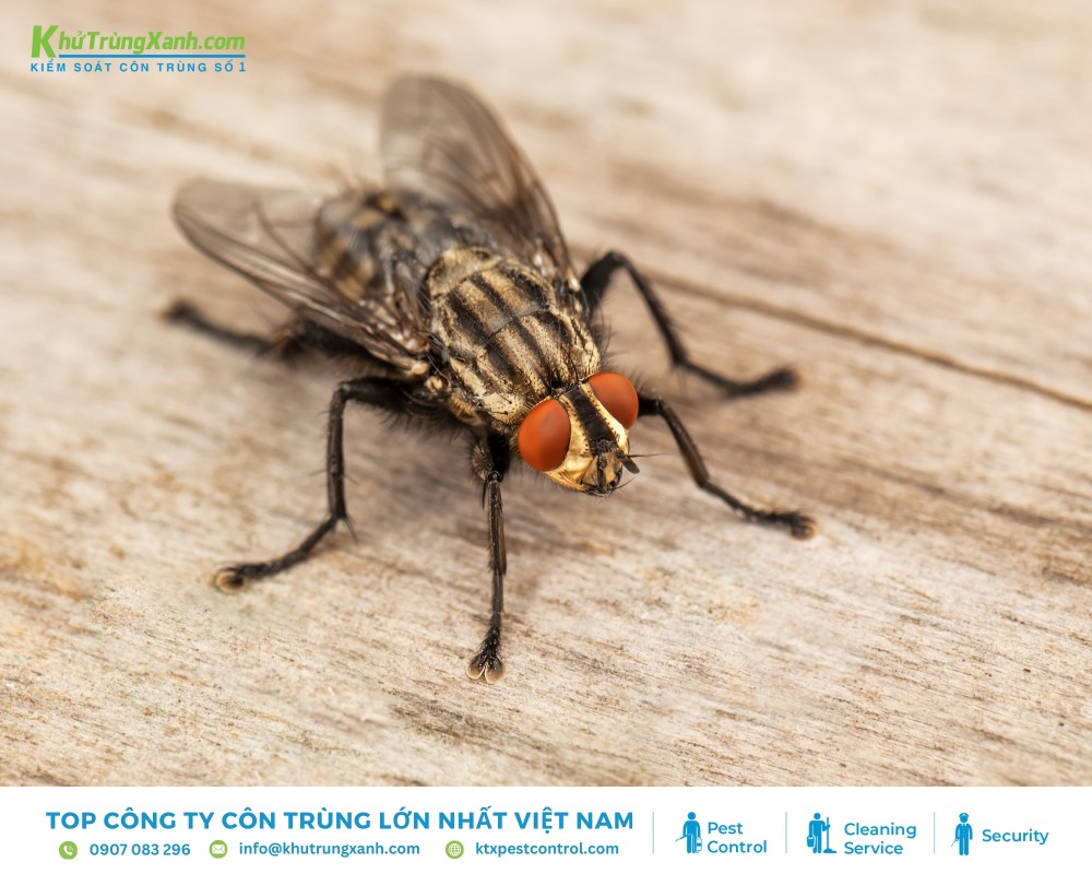 Ruồi chỉ sở hữu duy nhất một cặp cánh ở đốt ngực giữa