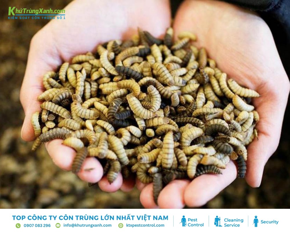 Sau thời gian tích trữ đủ năng lượng ấu trùng sẽ lột xác và phát triển thành nhộng