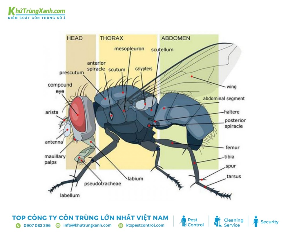 Loài ruồi đóng vai trò quan trọng trong ngành pháp y