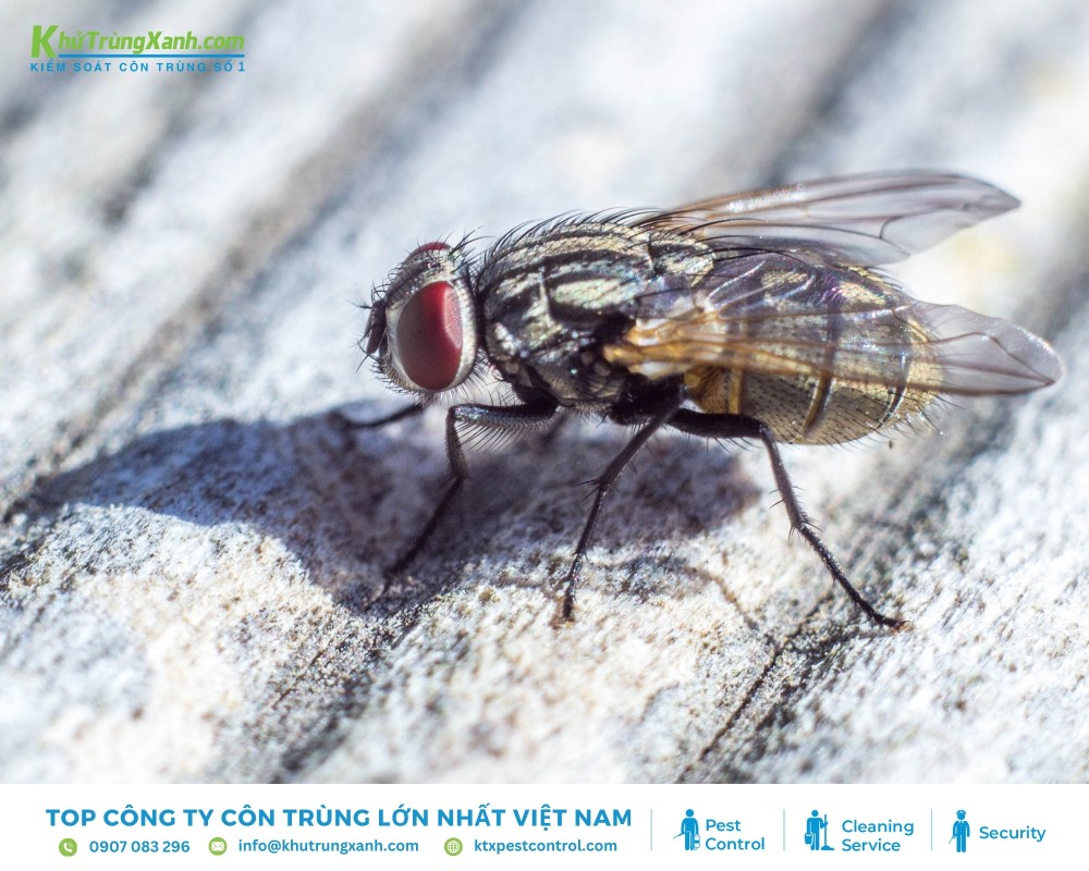Ruồi có lớp lông phủ quanh cơ thể giúp hỗ trợ cảm nhận thức ăn và mùi vị xung quanh