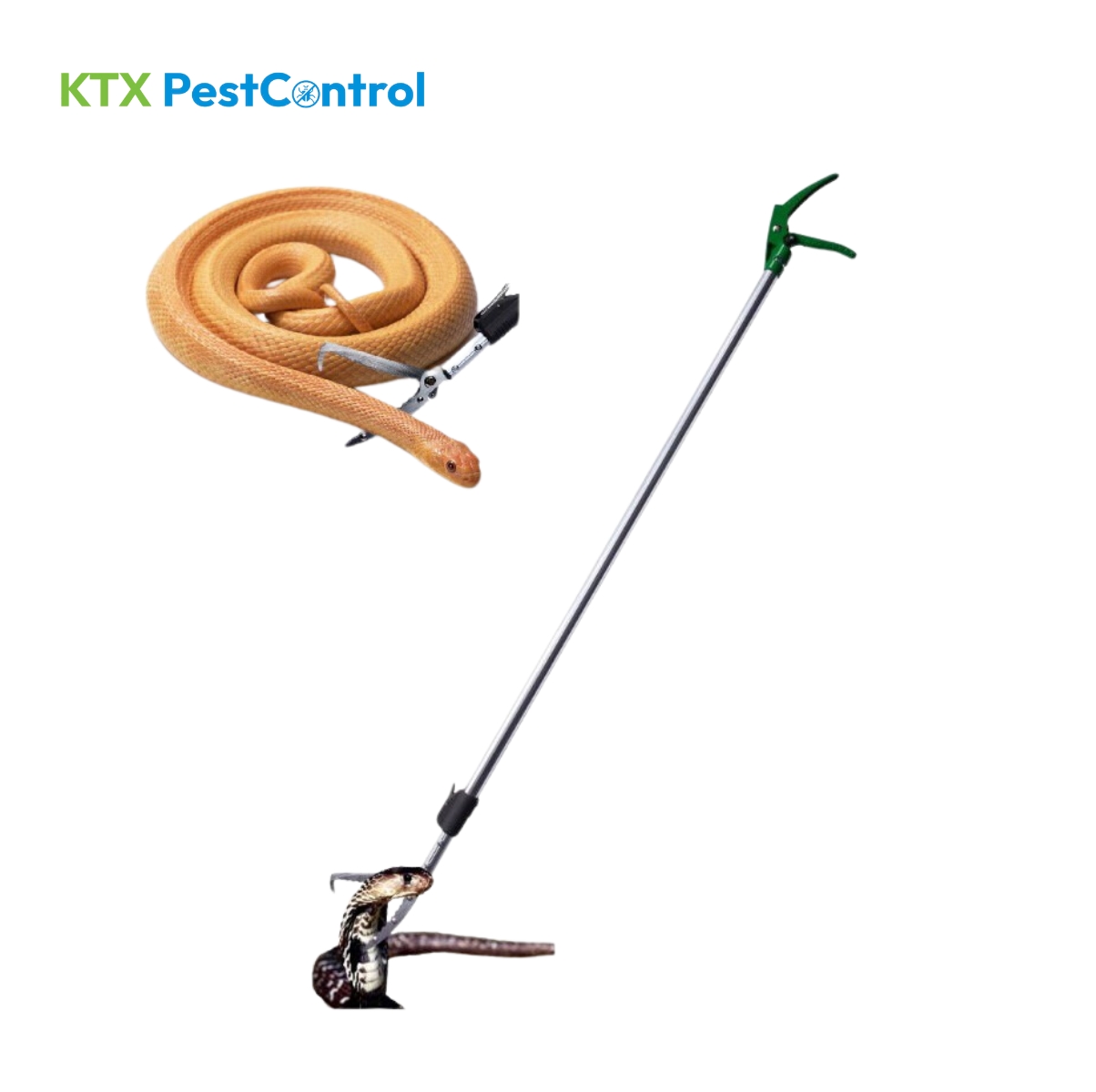 Gậy bắt rắn