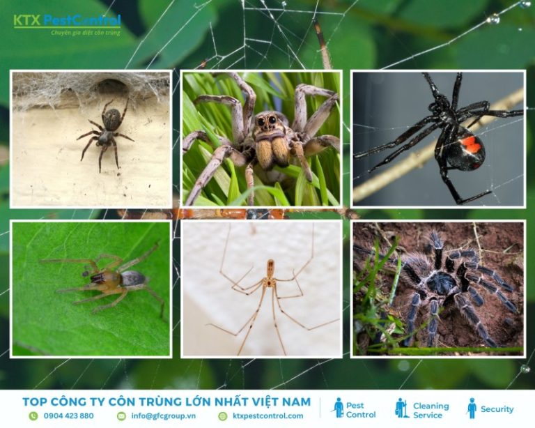 Thông tin khoa học về các loài nhện