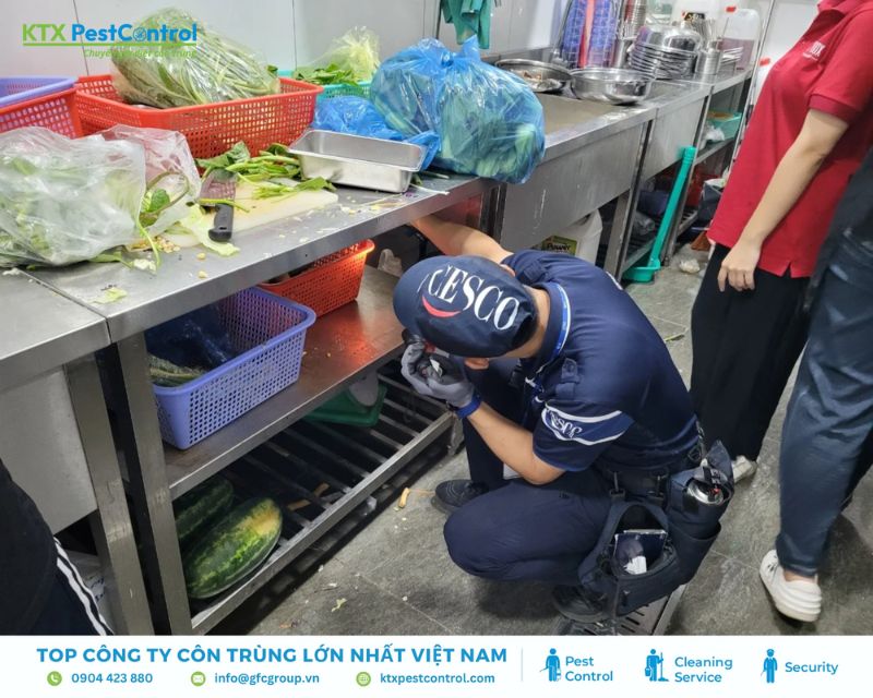 Công ty CESCO là đơn vị uy tín chuyên cung cấp dịch vụ diệt mối tại Đà Nẵng