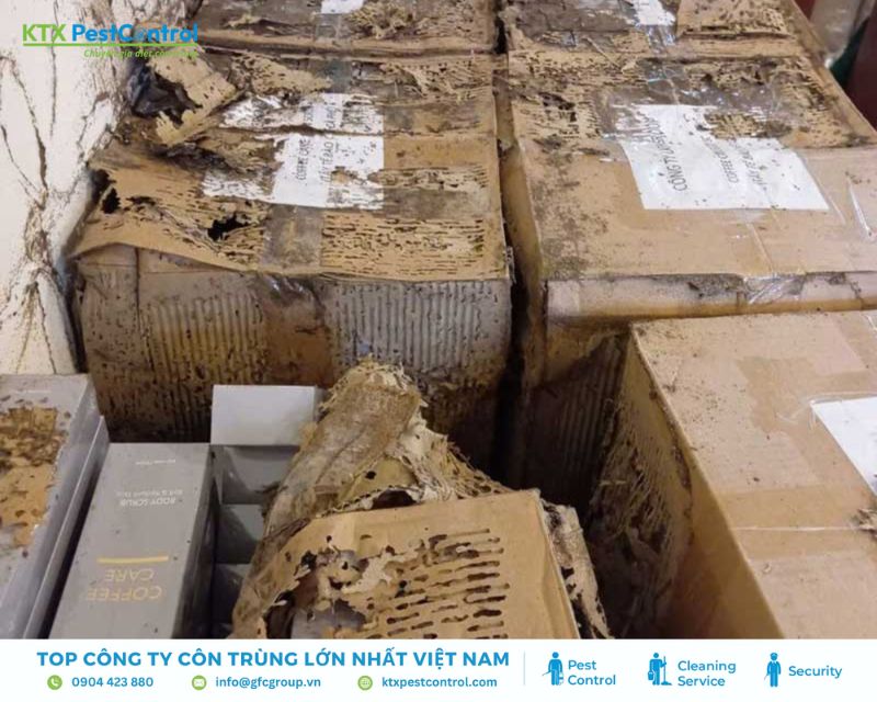  Diệt mối tận gốc tại Đà Nẵng giảm tình trạng mối ăn giấy