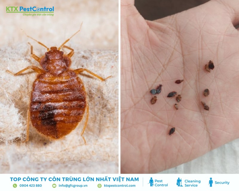 Rệp giường gây ngứa, mất ngủ, ảnh hưởng sức khỏe và chất lượng cuộc sống