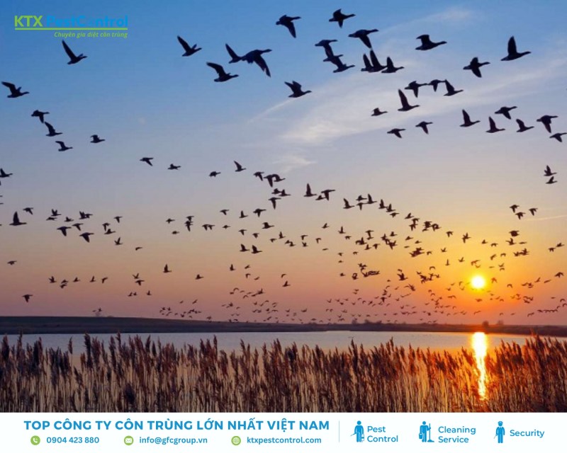 Vào mùa sinh sản, chim thường phòng vệ lãnh thổ mạnh mẽ, dễ gây nguy hiểm cho người đến gần